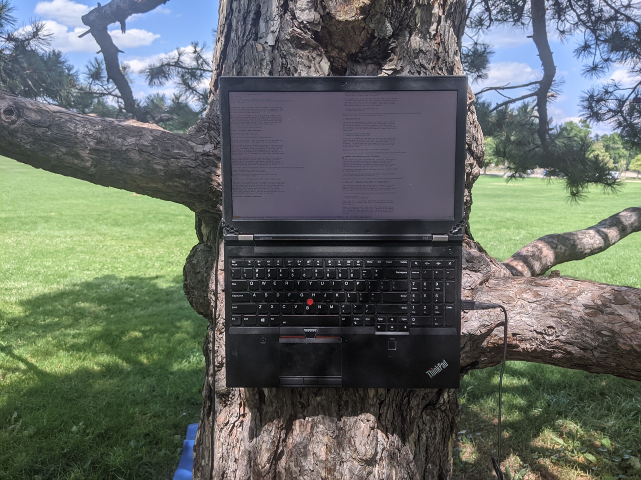 Computer strapped to a tree in a park in Boulder